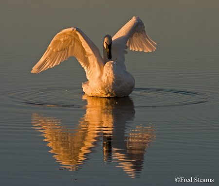 Trumpeter Swan Yellowstone National Park